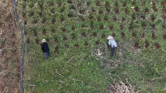 Two Farmers Working Rows Of Crops