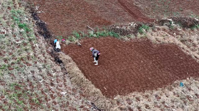 Farmer Bending Over Red Soil Field