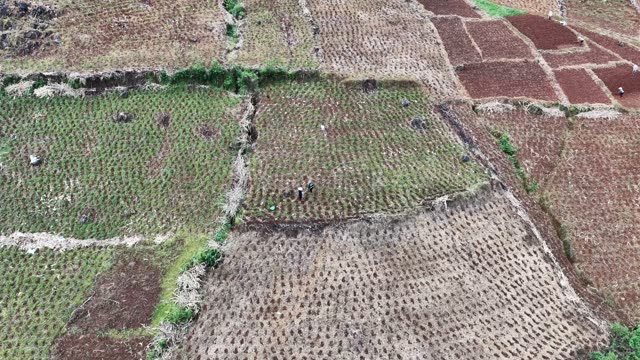 Patchwork Farmland With Distant Farmers