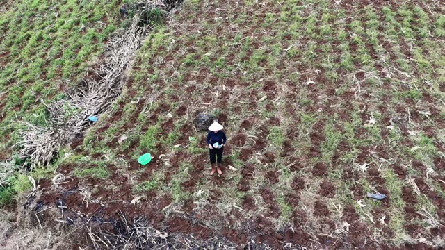 Farmer Standing In Green Crop Rows