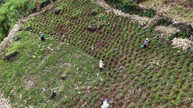 Farmers Working Rows Of Crops