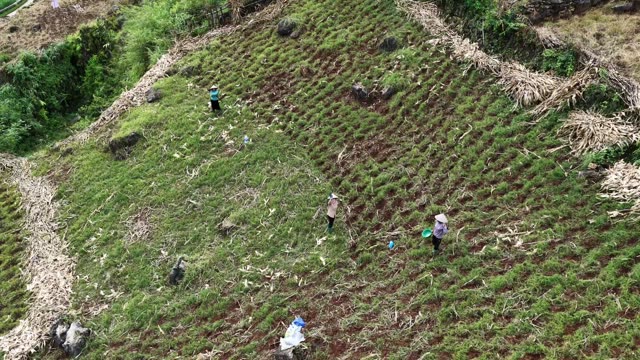 Group Of Farmers In Hillside Plot