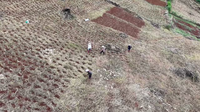 Farmers Tilling Slope Above Green Valley