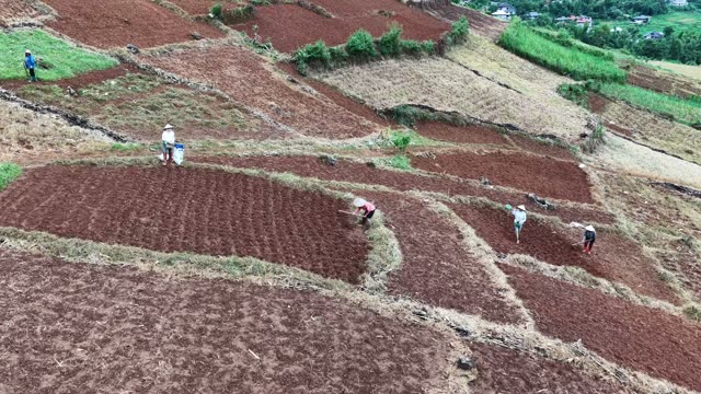 Farmers Tilling Red Soil Patches