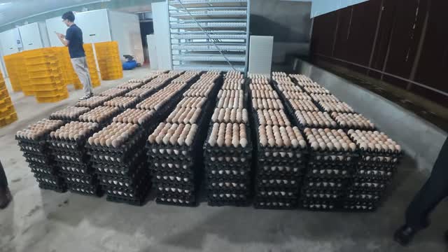 Stacked Egg Trays In Storage Room