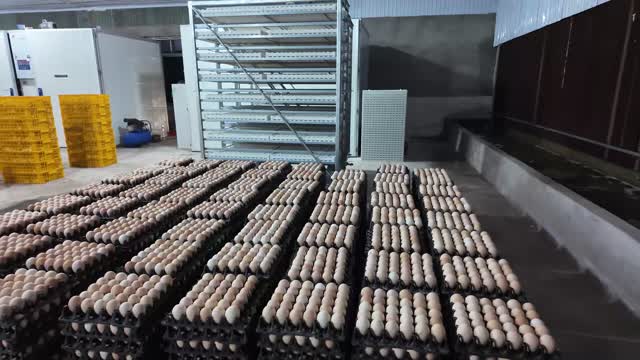 Egg Trays In Hatchery