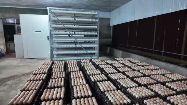 Poultry Hatchery Egg Room