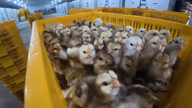 Baby Chicks In Yellow Crate