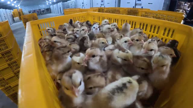 Day Old Chicks In Crate