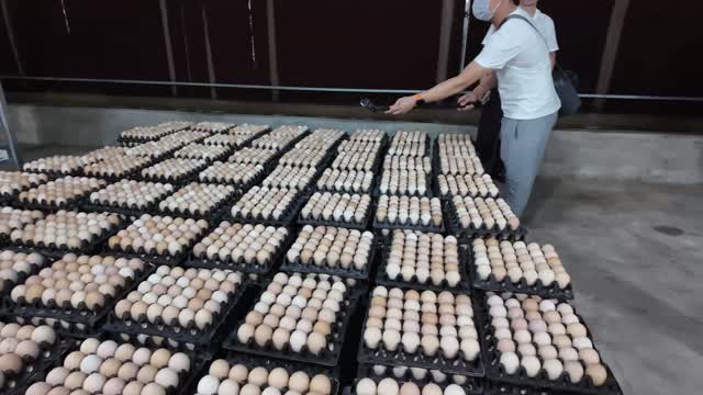 Trays Of Fresh Farm Eggs