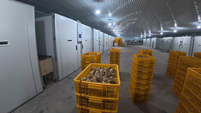 Poultry Hatchery Cold Storage Aisle