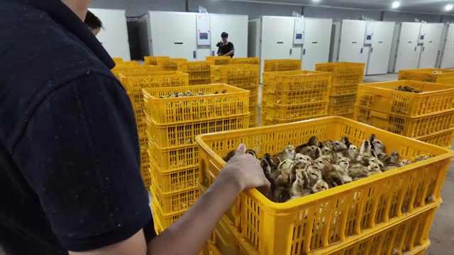 Farmer Holding Chick Crate
