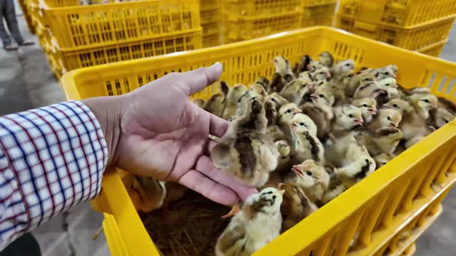 Hand Sorting Baby Chicks