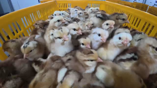 Baby Chicks In Basket