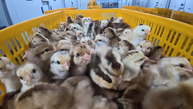 Yellow Basket Of Chicks