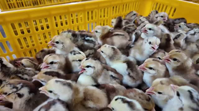 Baby Chicks In Yellow Crate