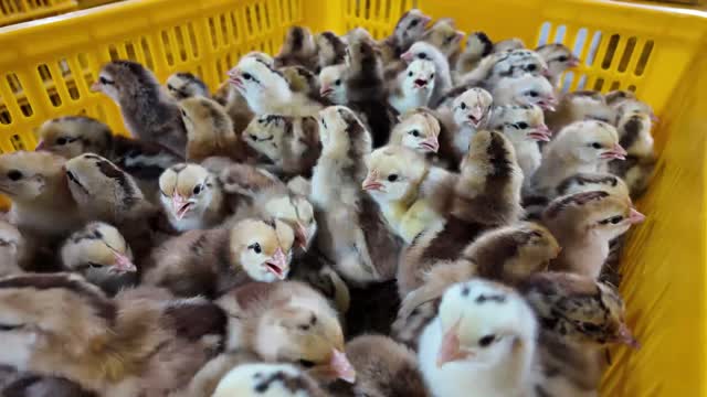 Newly Hatched Chicks Close Up