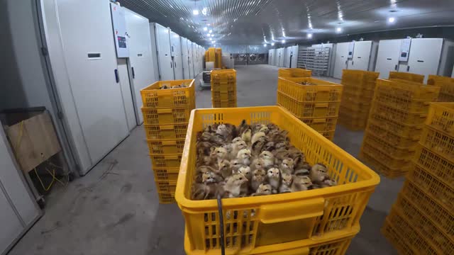 Baby Chicks In Hatchery Crate