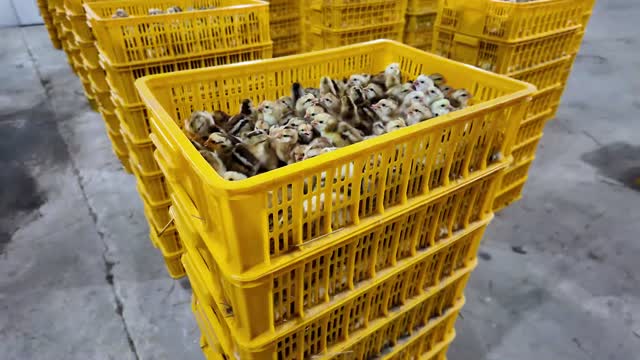 Baby Chicks In Yellow Crate
