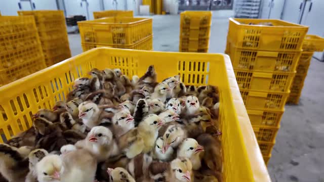 Newborn Chicks In Crate