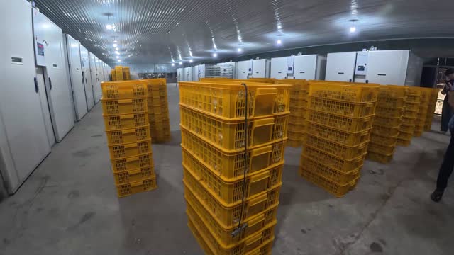 Poultry Hatchery Crate Storage