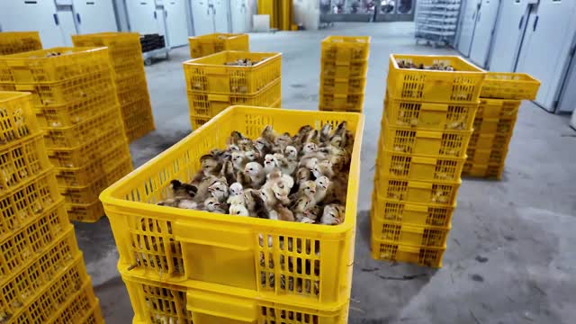 Baby Chicks In Crates