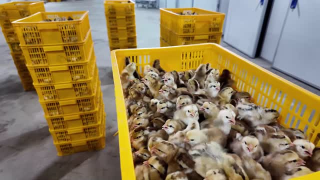 Newly Hatched Chicks Closeup