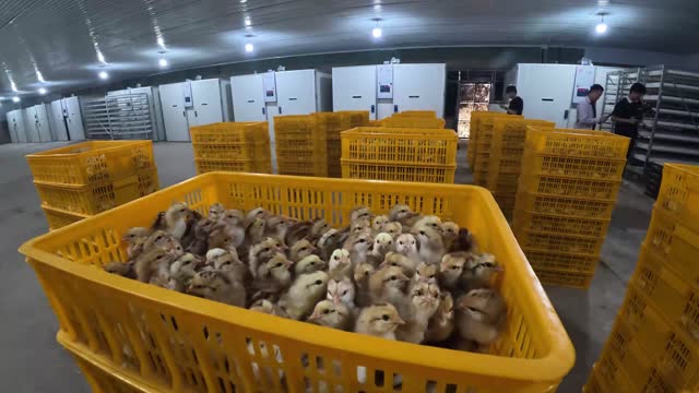Chicks In Yellow Hatchery Crate