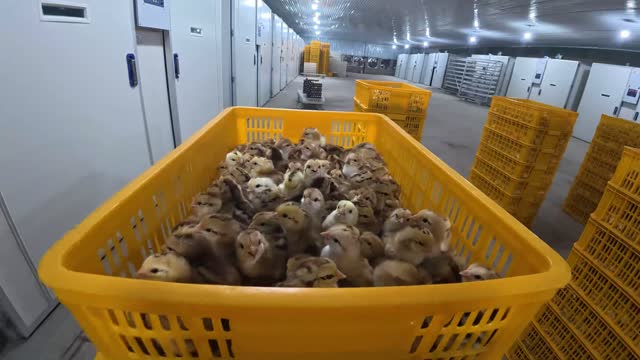 Newborn Chicks Crate Aisle