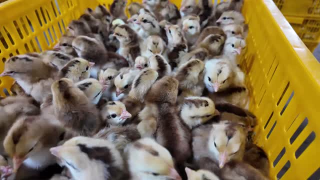 Baby Chicks In Yellow Crate