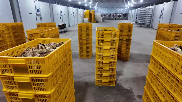 Hatchery Crates Cold Storage Room