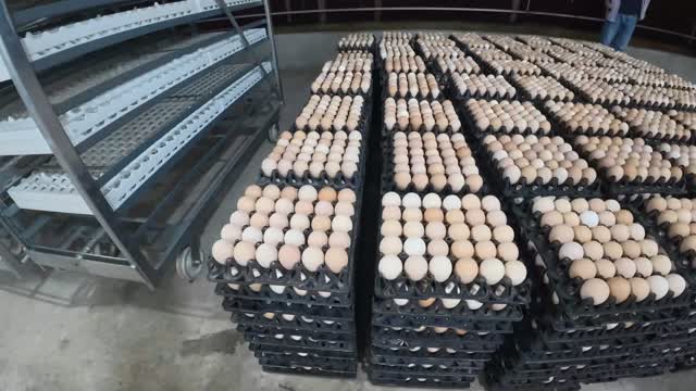 Stacked Chicken Egg Trays