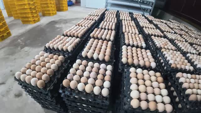 Fresh Eggs In Storage