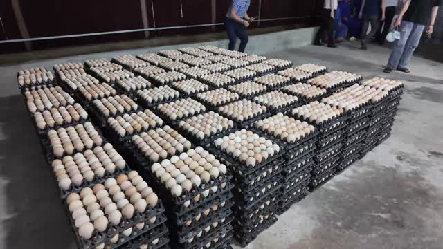 Stacked Chicken Egg Trays