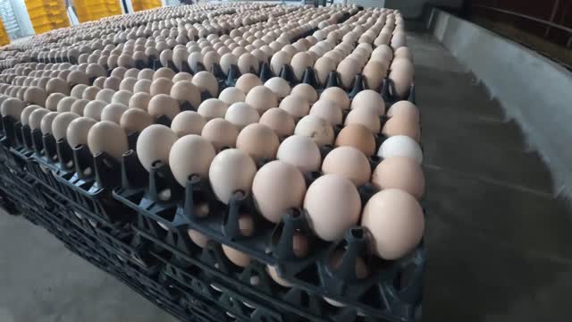 Stacked Chicken Egg Trays