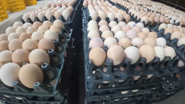 Fresh Eggs In Plastic Trays