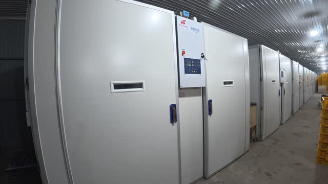 Poultry Hatchery Incubator Room