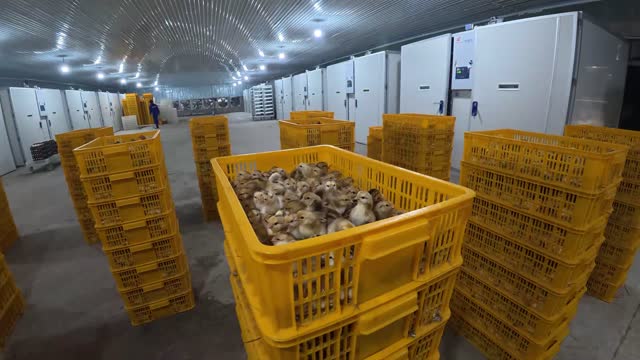 Poultry Hatchery Chick Crates