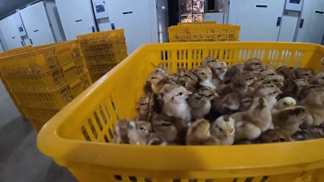 Baby Chicks In Hatchery Baskets