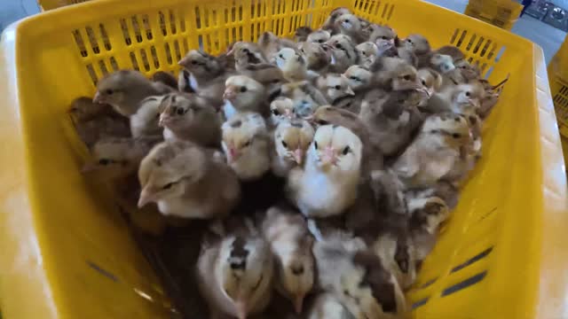 Close-Up Of Newborn Chicks