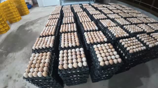 Fresh Eggs Stacked In Trays