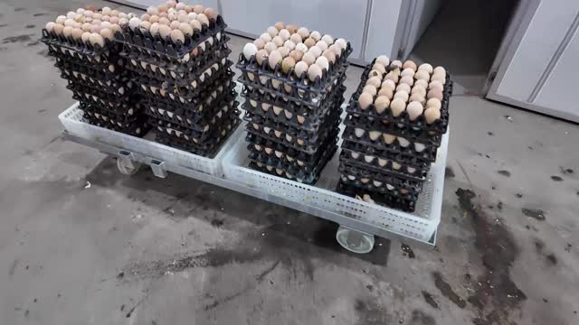 Hatchery Egg Trays On Cart