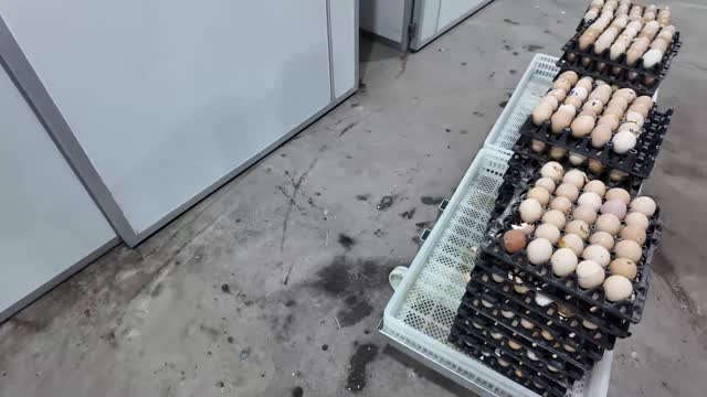 Poultry Eggs In Trays