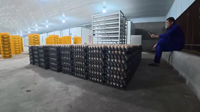 Egg Incubation Hatchery Interior