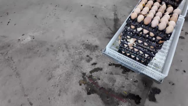 Hatching Egg Tray Closeup