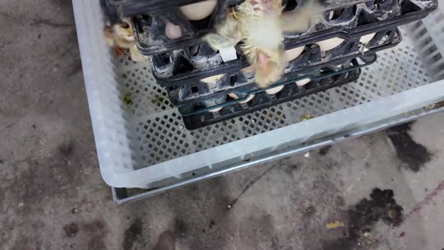 Chicks Hatching In Tray