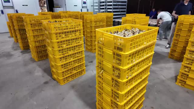 Chick Crates In Hatchery