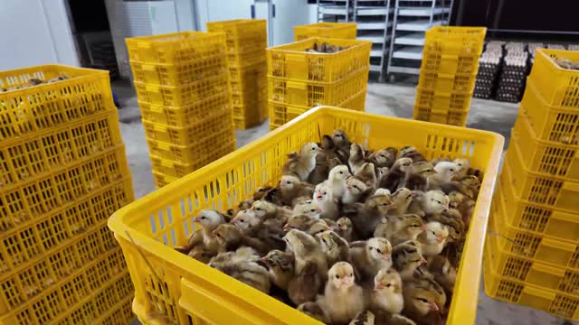 Baby Chicks In Yellow Crate
