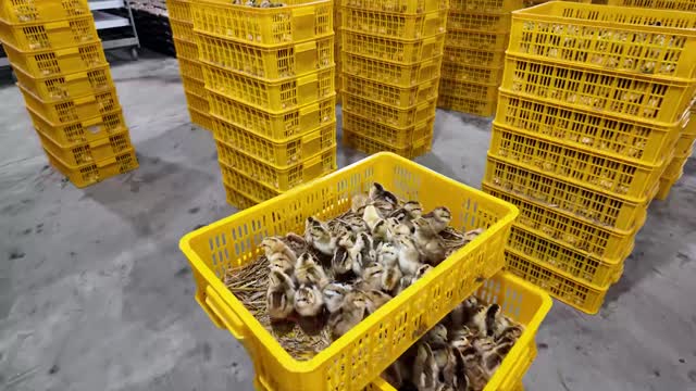 Chick Crates In Hatchery