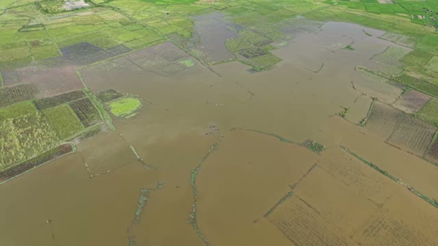 Aerial Flooded Rice Fields
